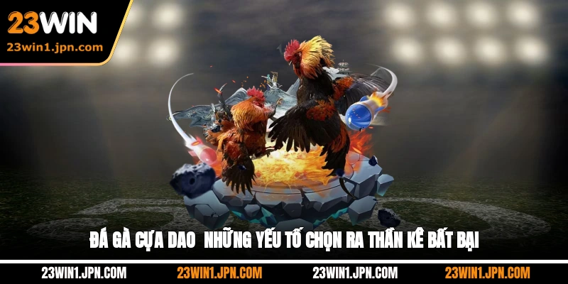 Đá Gà Cựa Dao - Những Yếu Tố Chọn Ra Thần Kê Bất Bại
