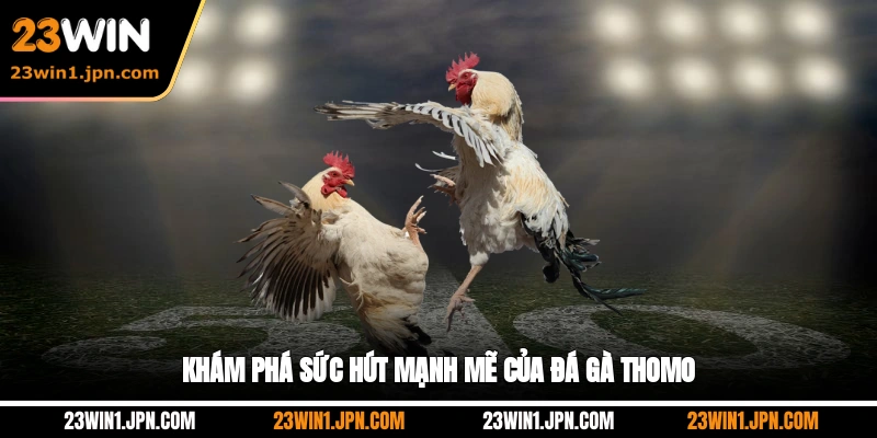 Khám phá sức hút mạnh mẽ của đá gà Thomo